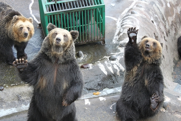 ★クマ牧場入場券付き＆お子様のご宿泊料半額！ファミリーで奥飛騨を満喫♪深山の会席料理と温泉を愉しむ。